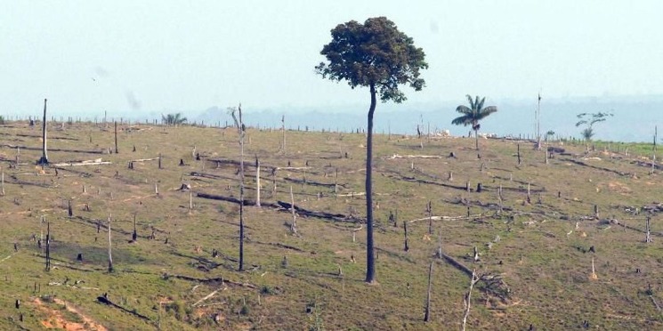 Aumento do desmatamento na Amazônia é incontestável, diz pesquisador
