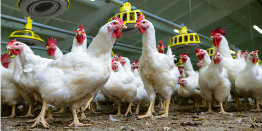 China suspende importação de carne de frango de unidade da BRF 