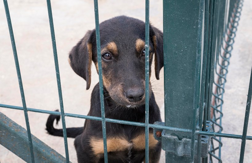 Câmara aprova projeto que obriga pet shop a estimular adoção de animais