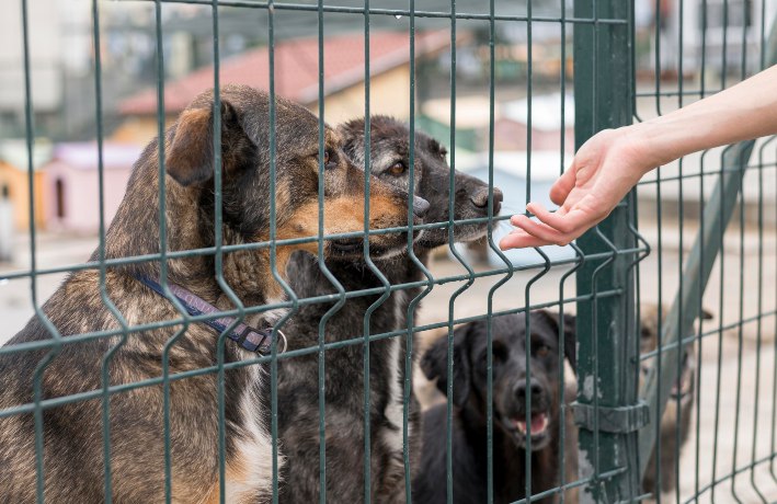 Alesp aprova projeto que proíbe venda de animais em pet shop