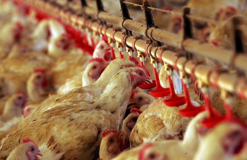 Frango: caso de Newcastle no RS deve pressionar preço de exportação, diz AEB