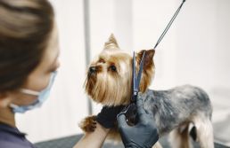 Mercado pet deve crescer 12% em 2023 com atendimento mais humanizado